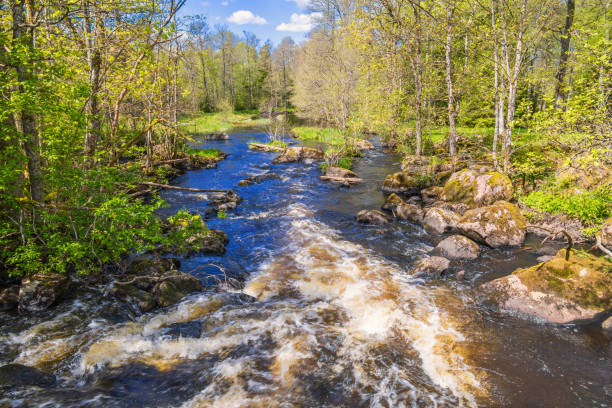 Flowing water in a river at a lush deciduous forest on a sunny spring day
