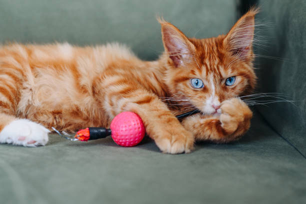 istock ginger Maine-Coon kitten playing at home 2206350280