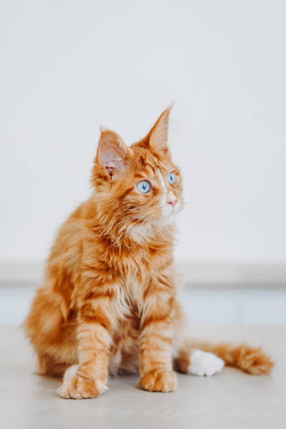 istock ginger Maine-Coon kitten playing at home 2206350299