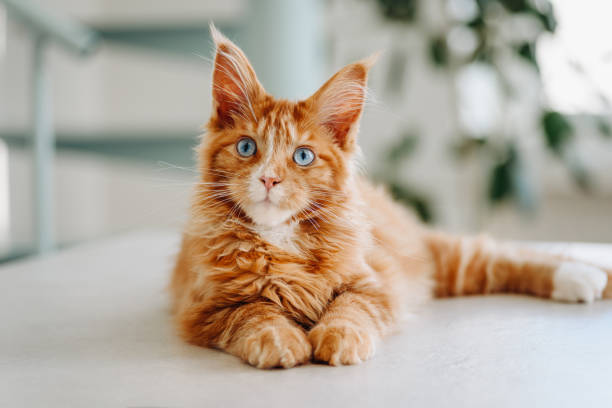 istock ginger Maine-Coon kitten playing at home 2206350300