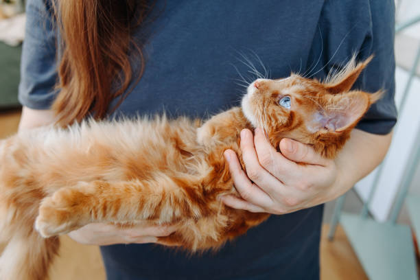 istock ginger Maine-Coon kitten playing at home 2206350302