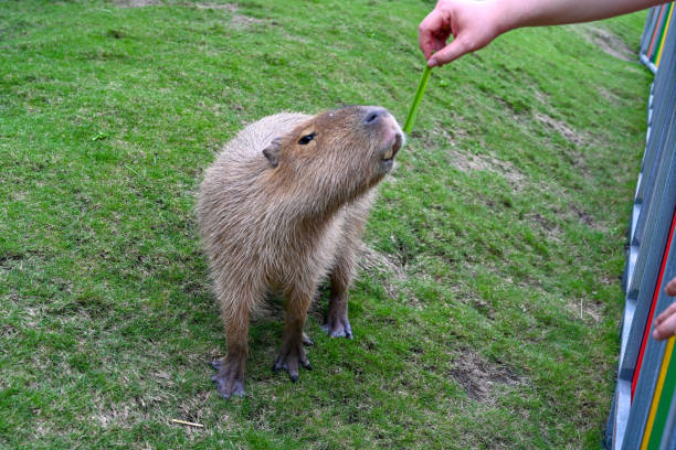 istock Adorable Capybara Waiting for Food. A Gentle Animal's 2206351682