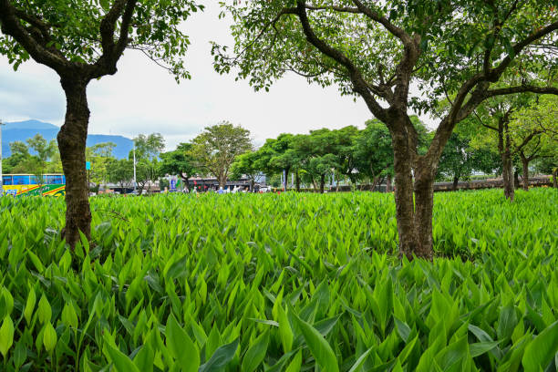 Lush Canna Lily Fields. A Natural View in Yilan