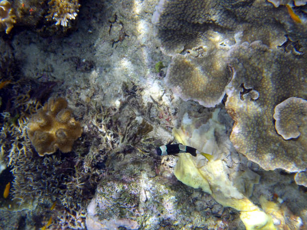 istock Coral reef at Mioskon, Raja Ampat, Indonesia 2206352102