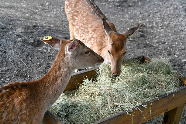 Sika Deer Feeding from a Wooden Trough
