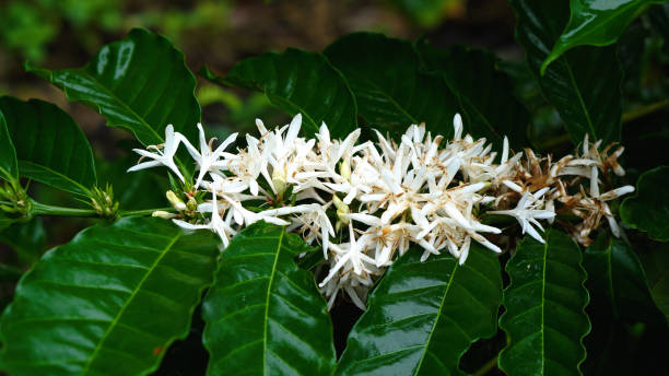 istock Coffee flower tree green nature white color blossom. 2206352406