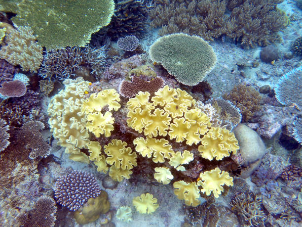 istock Corals at Sardine Reef, Raja Ampat, Indonesia 2206352515