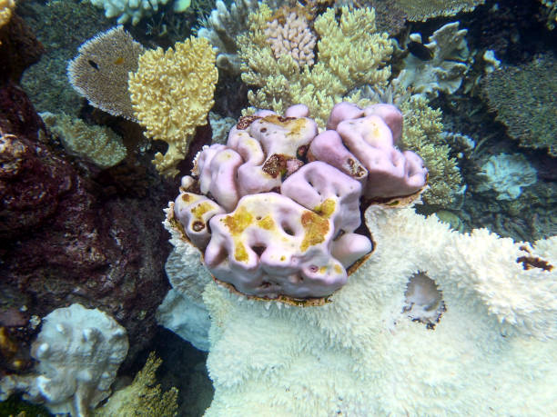 istock Corals off Cape Kri, Raja Ampat, Indonesia 2206352843
