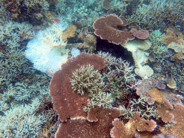 istock Corals off Cape Kri, Raja Ampat, Indonesia 2206352948