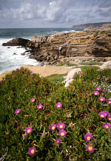 istock Coastal Flowers and Rocky Cliffs by the Ocean 2206358198