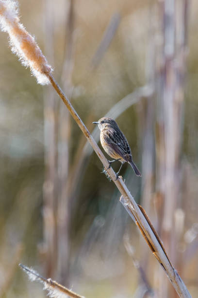istock Common stonechat perched on reed, Saxicola rubicola, natural habitat 2206358938