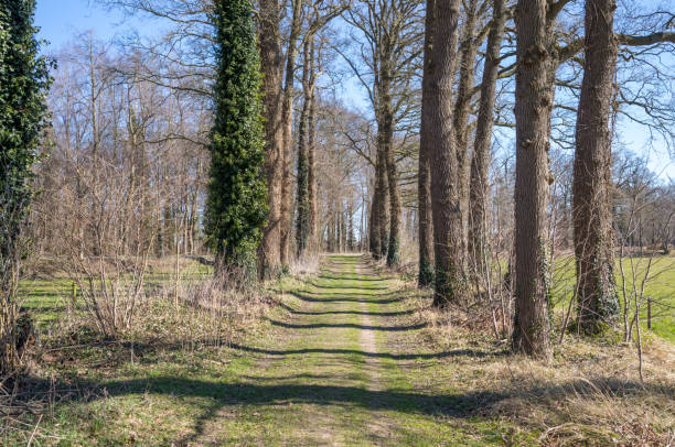 Dirt road stretching through a forest with tall trees covered in ivy in early spring