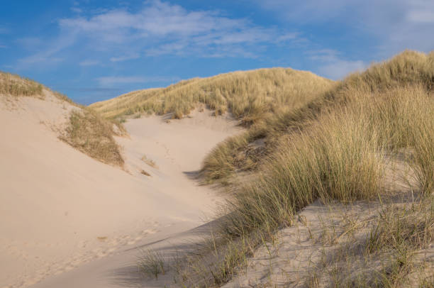 istock Sand dunes covered with dry grass under blue sky 2206359172