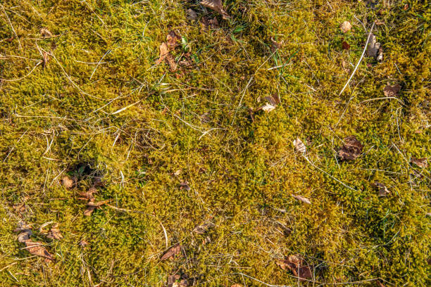 Fullscreen closeup of sphagnum moss. The photo was taken from above in a Dutch nature reserve at the beginning of spring.