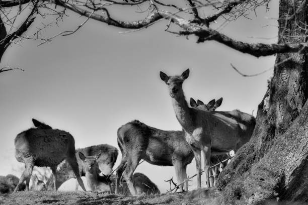 istock Fallow deer on the Rennsteig in the Thuringian Forest 2206360372