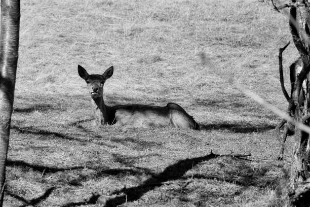 istock Fallow deer on the Rennsteig in the Thuringian Forest 2206360386