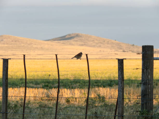 istock Small bird perching on wire fence in rural landscape 2206360591
