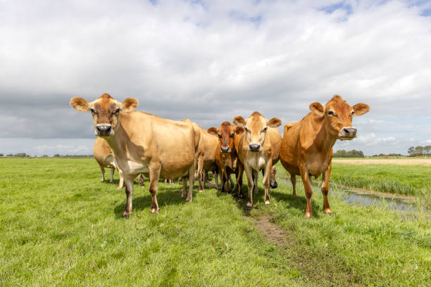 istock Jersey cows herd, group Jersey cattle together in a field, cloudy sky 2206362754