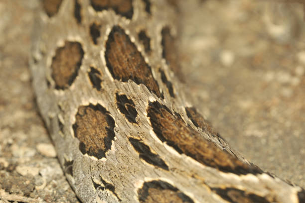 istock close up real viper snake skin for animal pattern 2206362899