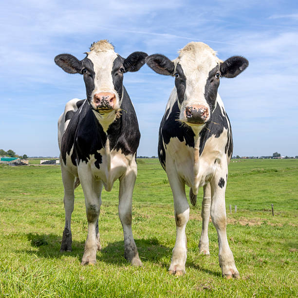istock Two young cows standing in a green field, side by side black and white 2206364173