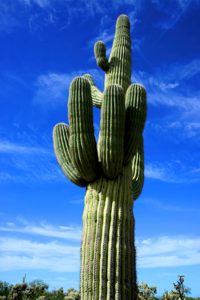 The Sonora desert in central Arizona USA with an old saguaro and cholla cactus