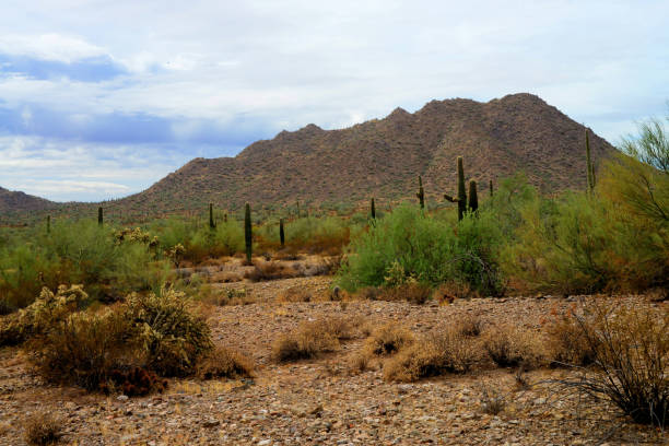 Aerial view of mature man hiking in desert landscape, Apache Junction, Arizona