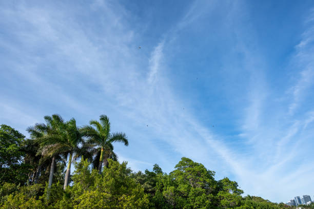 Palm trees flourish against a backdrop of a bright blue sky adorned with gentle wispy clouds. The scene captures the serenity of a tropical environment, providing a peaceful atmosphere perfect for relaxation.