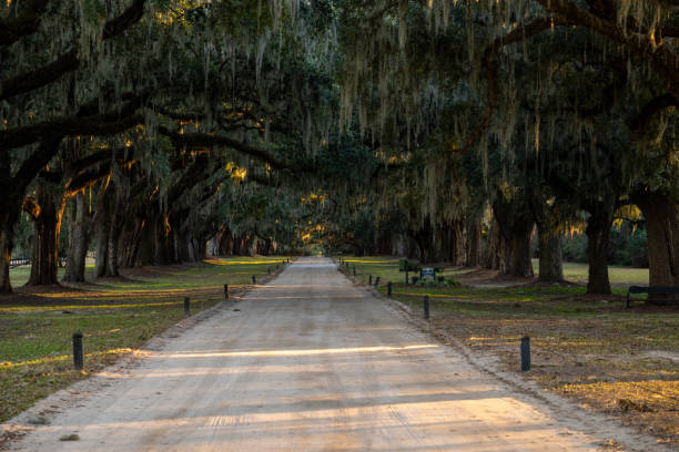 istock Sunlight filters through ancient oak trees lining a gravel path in a serene park setting during late afternoon 2206366164