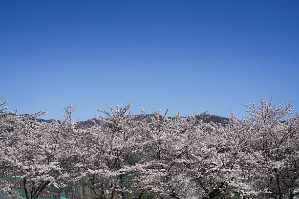 Spring session. Somei Yoshino. Spring holiday. Travel photo. Wallpaper concept. Sakura tree. Sakura flowers.