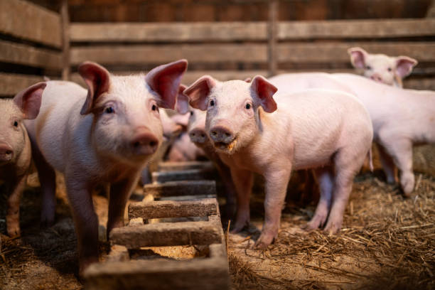 istock Piglets in pigpen. 2206368860