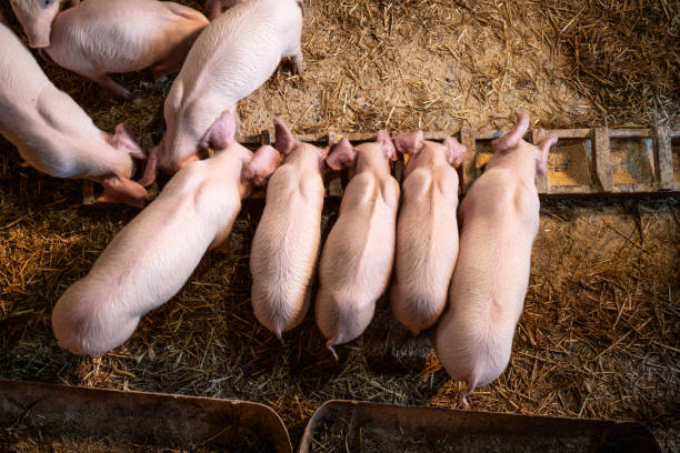 istock Piglets eating on pig farm. 2206368895