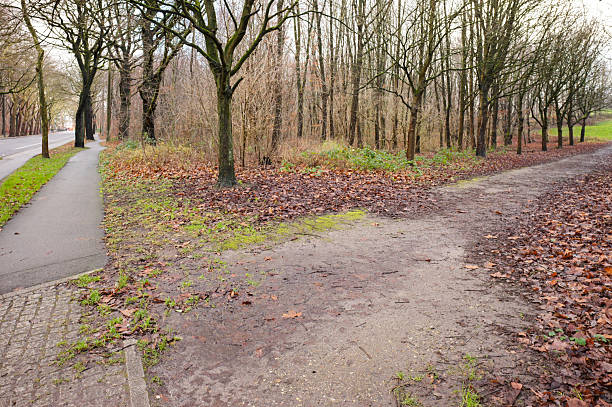 Forest path covered with dry leaves during autumn next to a paved road