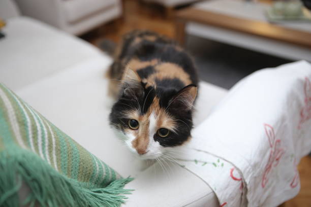 istock Fluffy Calico Cat Looks Surprised on Her Chair 2206369256