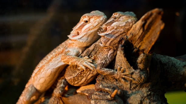 istock Geckos lie on top of each other mating 2206370147