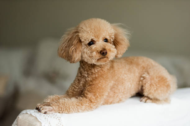 istock Cute Teddy Dog on the Sofa 2206371751