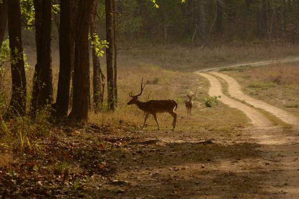 istock Deer with Antler - Kanha a daily forest scene 2206371855