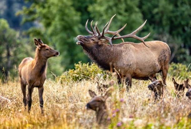 istock Bull elk bugling with harem of cows during the rut. 2206372331