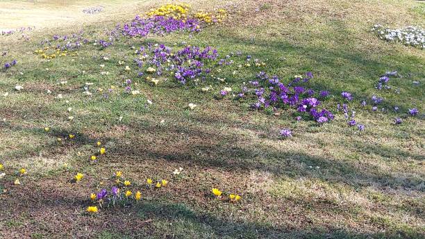 istock A meadow of crocuses. 2206372417