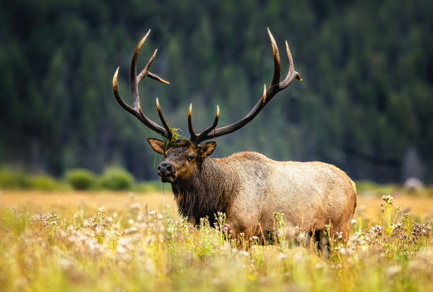 istock Huge rutting bull elk 2206372578