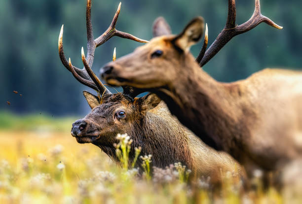 A massive bull elk moving one of the cows in his harem. Very tight shot with cow in foreground
