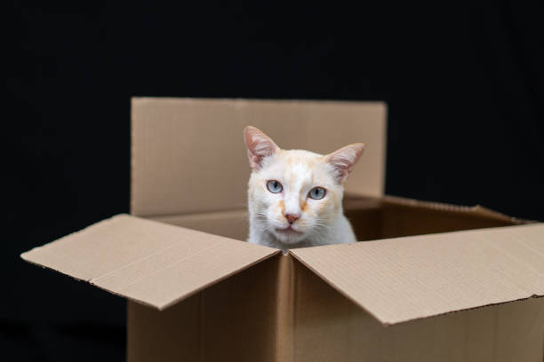 istock A curious cat peeks out from a cardboard box against a dark background, displaying playful innocence., Cats with parcel boxes 2206372820