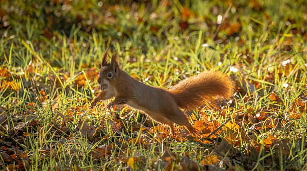 A Red Squirrel (Sciurus vulgaris) jumping in grass with a nut in its mouth