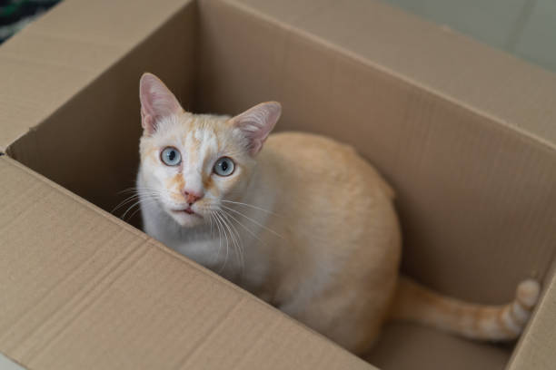 istock A curious cat sitting in a cardboard box, looking directly at the camera with bright blue eyes and a light-colored coat., Cats with parcel boxes 2206373003