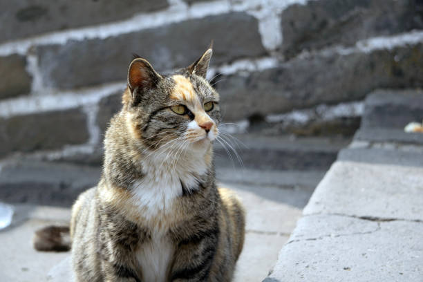 istock Graceful tabby cat with a thoughtful expression gazes into the distance on stone steps at the Great Wall of China 2206373037