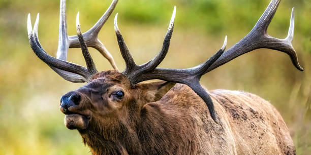 istock Huge rutting bull elk being aggressive 2206373865