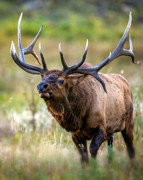 istock Huge rutting bull elk being aggressive 2206373904