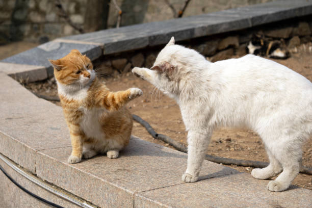 istock An orange tabby playfully interacts with a white cat on a stone ledge in the sunshine. 2206374004