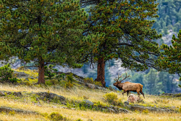 istock Huge rutting bull elk walking through scene with trees 2206374028