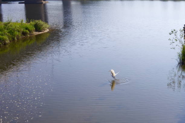 Naju City, South Korea - September 24, 2020: A white egret stands in the shallow waters of the Yeongsangang River, creating ripples as it balances gracefully near a rocky embankment surrounded by lush greenery.