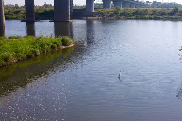Naju City, South Korea - September 24, 2020: A white egret wades through the calm waters of the Yeongsangang River, surrounded by gentle ripples as it searches for food near a small island and a bridge in the background.